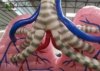 Color carne explote la tienda de la demostración del órgano del modelo del pulmón de la simulación para el estudio médico