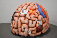 Inflatable Human Organs Giant Brain Heart Lungs For Teaching Medical Activities Display