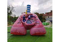 Simulación publicitaria inflable Lung Heart Model de los productos de Platón 0.4m m